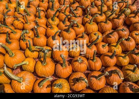 Patch di zucca ad una fattoria piena di varie misure di zucche arancioni appena raccolte in vendita su un luminoso sole giorno in autunno Foto Stock