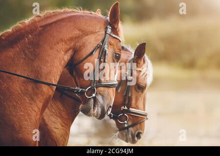 Due bellissimi cavalli di strel con una cravata leggera si levano fianco a fianco, illuminati alla luce del caldo sole. Concorsi equestri. Foto Stock