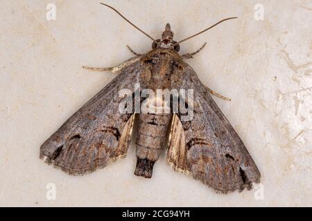 Euteliide Moth della famiglia Euteliidae Foto Stock