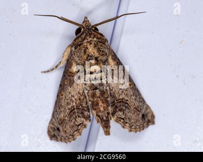 Euteliide Moth della famiglia Euteliidae Foto Stock