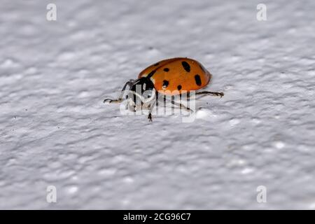 Convergent Lady Beetle della specie Hippodamia convergens Foto Stock