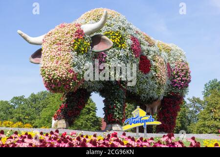 VENTSPILS, LETTONIA - 21 AGOSTO 2020: Mucca da fiore nel parco cittadino. Foto Stock