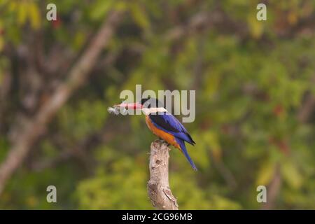 Il Kingfisher con il tetto nero si siede sul perch aperto dopo aver mostrato un comportamento aggressivo su un altro uccello sbattendo le piume alla riserva della tigre Sundarban, ad ovest Foto Stock