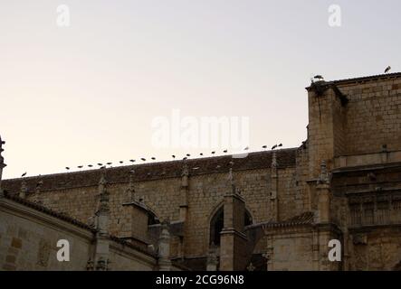 Silhouette di cicogne uniformemente distanziate appollaiate sul tetto di La Cattedrale Palencia in stile gotico di Sant'Antolin a Palencia Castiglia e Leon Spagna Foto Stock