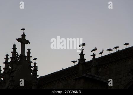 Silhouette di cicogne uniformemente distanziate appollaiate sul tetto di La Cattedrale Palencia in stile gotico di Sant'Antolin a Palencia Castiglia e Leon Spagna Foto Stock