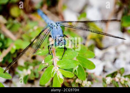 La libellula del Pondhawk orientale è appollaiata sulle foglie verdi di una pianta Foto Stock