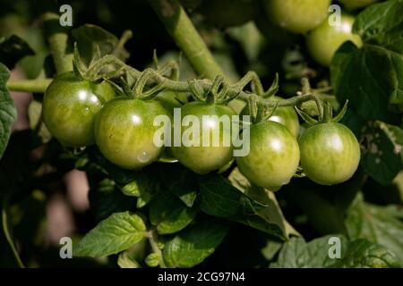 Un mazzo di pomodori verdi senza maturazione giardino sulla vite Foto Stock