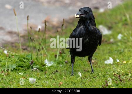 Corvo nero. Un uccello un uccello del genere Corvus Foto Stock