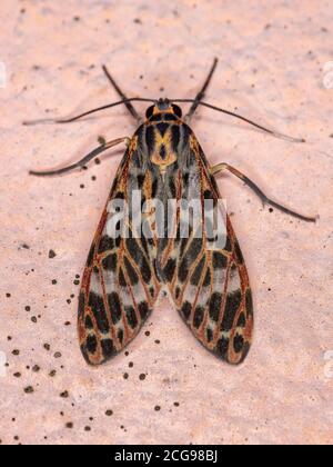 Tiger Moth della specie Heliura rhodophila Foto Stock