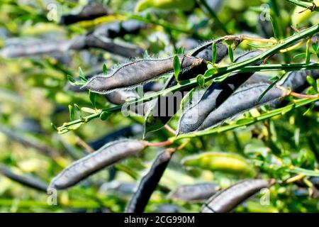 Scopa (cytisus scoparius), primo piano di diversi baccelli di semi neri maturi simili ai piselli. Foto Stock