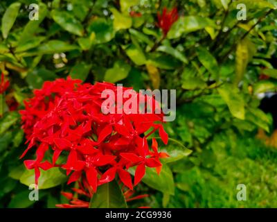Primo piano di Red Spike flower. Re Ixora fiorente Ixora chinensis. Rubiaceae. Fiore grappolo di Ixora. Fiore di coccinea di Ixora nel giardino. Focu selettivo Foto Stock