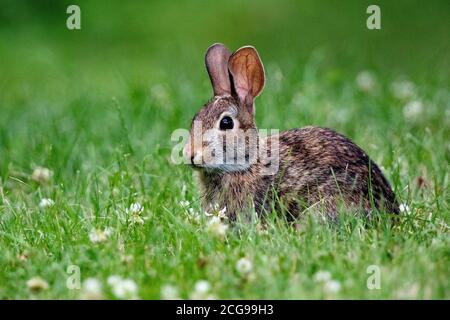 Un coniglio selvaggio in un campo erboso con orecchie in piedi dritto Foto Stock