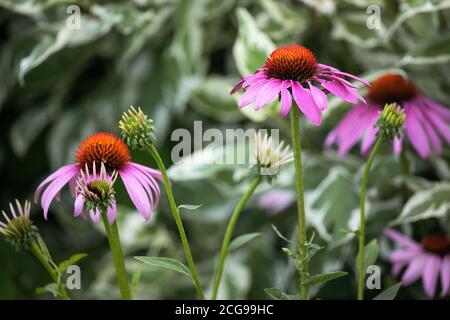 Pianta viola di Coneflower in un giardino di fiori selvatici Foto Stock