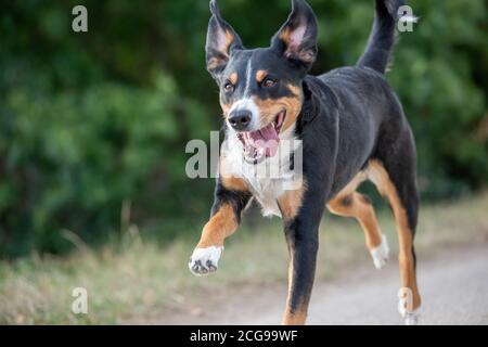 Il cane felice sta correndo con le orecchie flappy, Appenzeller Sennenhund Foto Stock