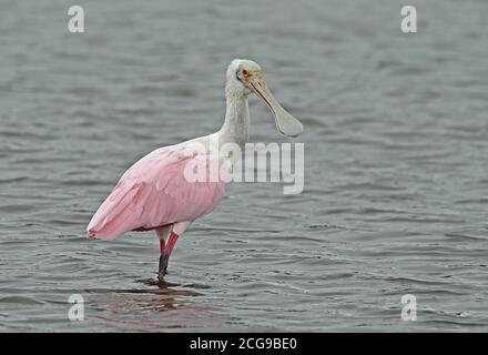 Roseate Spoonbill (Platalea ajaja) adulto in piedi in mare Cabo Frio, Brasile Luglio Foto Stock