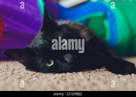 Calico Cat incorniciato e allerta in Cat Tunnel Toy. Foto Stock