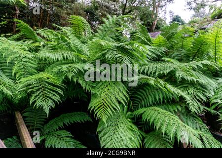 Una grande felce che cresce tra la collezione di piante sub-tropicali in Kells Bay Gardens a Kells, County Kerry, Irlanda. Foto Stock