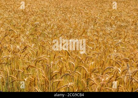 Campo di grano d'oro. Beards of Golden Barley primo piano. Bellissimo campo paesaggio. Orecchie di maturazione del campo di grano prato Foto Stock