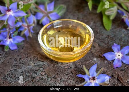 Una ciotola di olio di borragine con officinalis di Borago fresco in fiore pianta Foto Stock