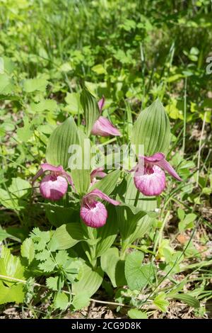 Cespuglio di rare specie orchidee rosa selvatiche grandiflora Lady's Slipper (Cypripedium ventricosum) nella foresta. Foto Stock