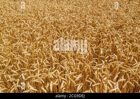 Bellissimo campo paesaggio. Orecchie di maturazione del campo di grano prato. Campo di grano d'oro. Beards of Golden Barley primo piano Foto Stock