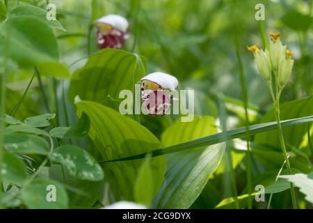 Orchidee macchiate Lady Slipper (Cypripedium guttatum) in una radura della foresta. Foto Stock