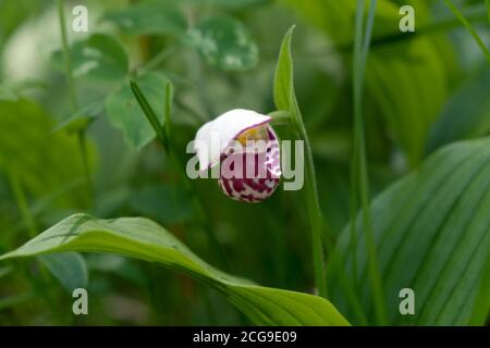 Rare specie di mini orchidea selvatica Lady Slipper macchiato (cipripedium guttatum) nella foresta. Foto Stock