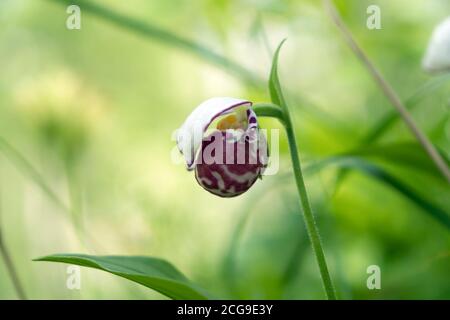 Rare specie di mini orchidee selvatiche Lady Slipper avvistato (Cypripedium guttatum) nella foresta, in una giornata di sole. Foto Stock