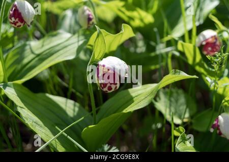 Fioritura di massa rare specie di mini orchidee selvatiche Lady Slipper avvistato (Cypripedium guttatum) in una foresta soleggiato radura. Foto Stock