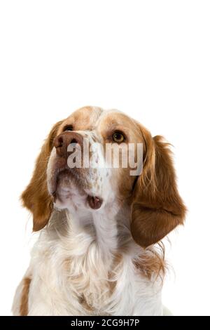 Francese cane SPANIEL(colore cannella), ritratto di maschio Foto Stock