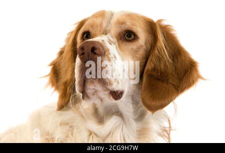Francese cane SPANIEL(colore cannella), ritratto di maschio Foto Stock