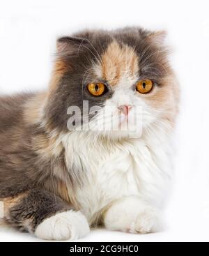 Crema di colore blu e bianco HIGHLAND FOLD CAT, femmina contro uno sfondo bianco Foto Stock