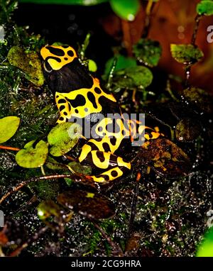 Giallo-nastrati rana di Poisson dendrobates leucomelas, adulti Foto Stock