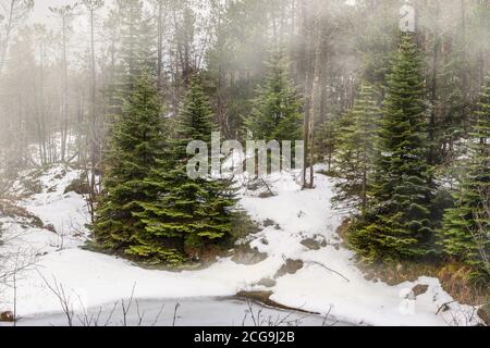 Beautiful pine tree forest winter landscape with with fog and snow. Mount Floyen, Bergen, Norway. Foto Stock