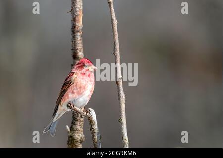 Rosato nel mio cortile Foto Stock