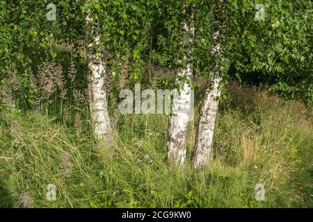 Tre tronchi bianchi di betulla su uno sfondo di erba alta e foglie verdi alla luce del sole. Foto Stock