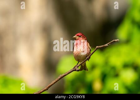 Rosato nel mio cortile Foto Stock