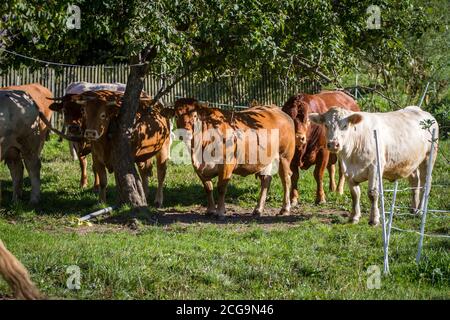 Mandria di vacche indenni, Limousin e Charolais Foto Stock