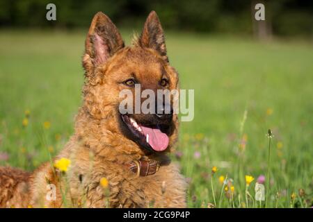 Ritratto di un vecchio cane da pastore tedesco (Kuhhund) Foto Stock