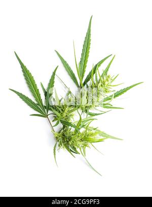 Fiori di germoglio di marijuana isolati su sfondo bianco. Foto Stock