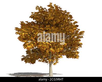 Albero di cavallo-castagno in autunno. Asculus hippocastanum o ippocastano nella stagione autunnale isolato su una superficie bianca. Illustrazione 3D Foto Stock