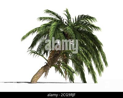 La palma dattero selvaggia. Phoenix reclinata, la palma da dattero selvaggia del Senegal su una superficie bianca. Isolato. Illustrazione 3D Foto Stock