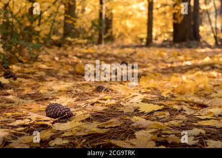 Cono di pino sul pavimento di foresta in autunno con le foglie di acero giallo Foto Stock