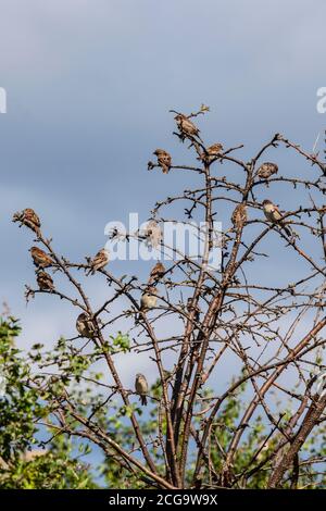 Un gregge di casa sparrows Passer domesticus che si aggrega in un vecchio albero di laburnam morto contro un cielo blu in un Giardino residenziale dello Yorkshire Foto Stock