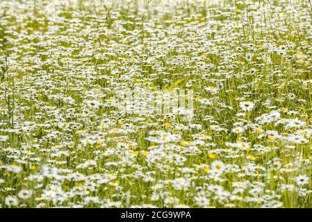 Bel campo di fiori margherita. Prato estivo offuscato con fiori luminosi in una fattoria. Foto Stock