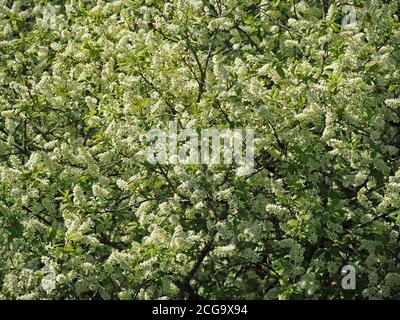 Le paniclette massaggiate di fioritura bianca e dolce profumata di ciliegia d'uccello europeo (Prunus padus) rendono uno spettacolo verde e bianco a Cumbria, Inghilterra, Regno Unito Foto Stock