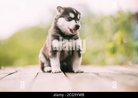 Cucciolo Husky di quattro settimane di colore bianco-grigio-nero seduto su pavimento in legno E mostrare la lingua Foto Stock