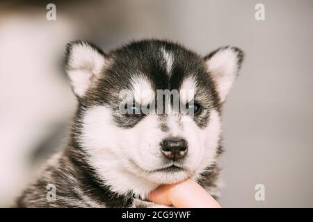 Cucciolo Husky di quattro settimane di colore bianco-grigio-nero primo piano verticale Foto Stock