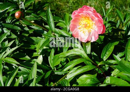 Corallo arancio rosa fiore di pony in fiore Foto Stock