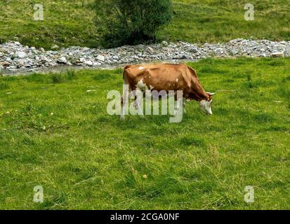 Mucca marrone in un campo erboso durante una giornata intensa e soleggiata nelle Alpi austriache. Austria, Europa Foto Stock